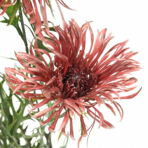 Floristik24 Xanthium gren Bordeaux 69cm 3stk