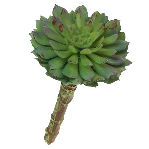 Floristik24 Sukkulent Echeveria Kunstig Grønn Plante Grønn Ø6cm 10,5cm