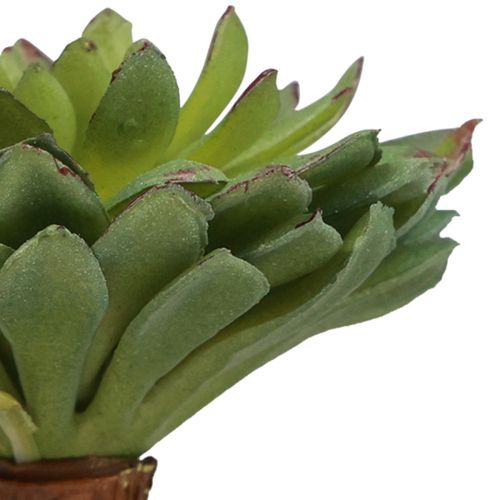 Floristik24 Sukkulent Echeveria Kunstig Grønn Plante Grønn Ø6cm 10,5cm