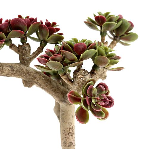 Floristik24 Sukkulent L 20cm grønn-lilla