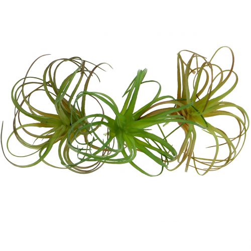 Floristik24 Tillandsia assortert 8cm 3stk
