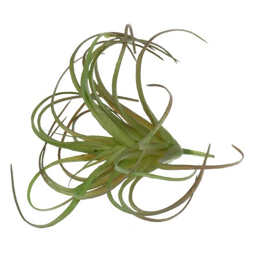 Floristik24 Tillandsia assortert 8cm 3stk