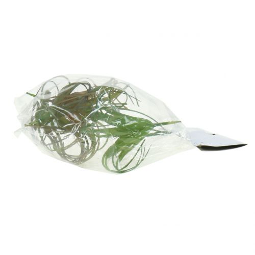 Floristik24 Tillandsia assortert 8cm 3stk