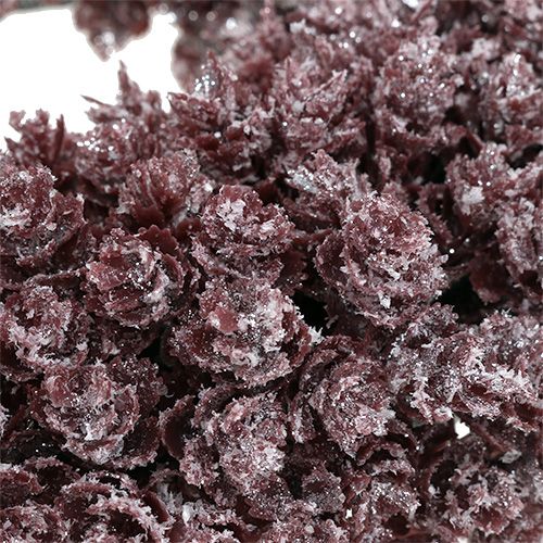 Floristik24 Pine cone krans Ø25cm Burgund iset