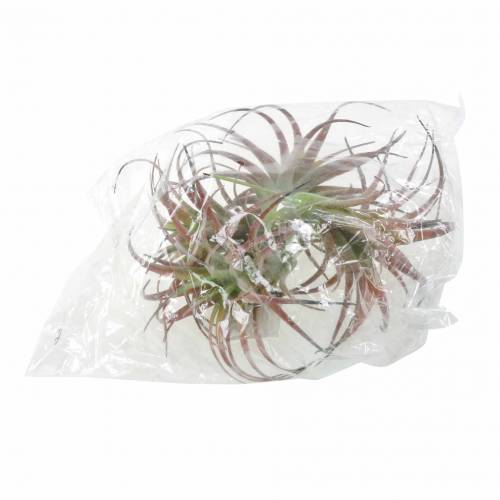 Floristik24 Tillandsia grønn-rød flokket 15cm 4stk