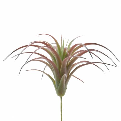 Floristik24 Tillandsia grønn-rød flokket 15cm 4stk