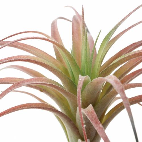 Floristik24 Tillandsia grønn-rød flokket 15cm 4stk