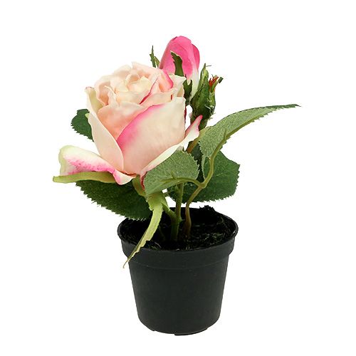 Floristik24 Borddekorasjon rose i en kremgryte 14cm