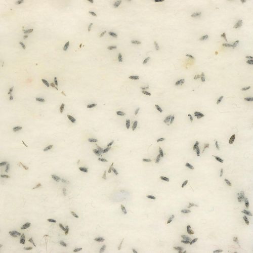 Floristik24 Filtbånd med lavendelblomster, dekorbånd, pottebånd, ullfilt kremhvit 15cm 5m