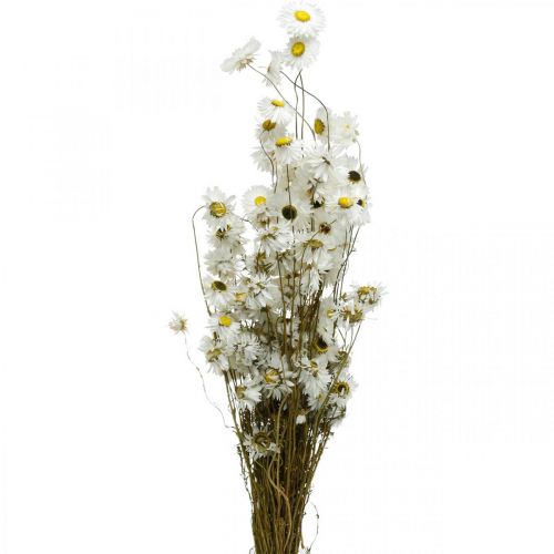 gjenstander Tørkede blomster Acroclinium Hvite blomster tørre blomster 60g