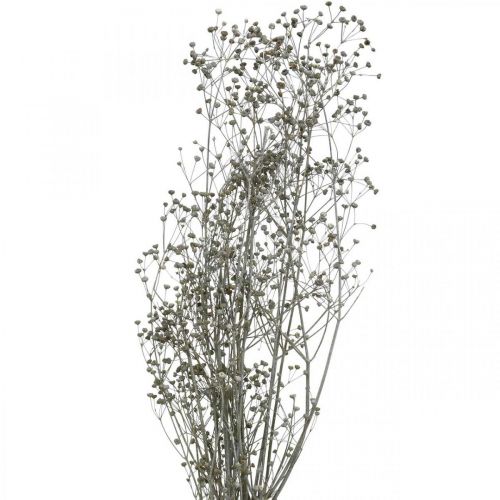 gjenstander Tørkede blomst Massasa hvite dekorative grener 50-55 cm haug med 6 stykker
