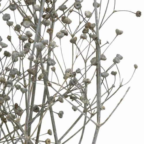 gjenstander Tørkede blomst Massasa hvite dekorative grener 50-55 cm haug med 6 stykker