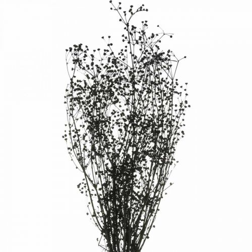 Floristik24 Tørket blomst Massasa svart naturdekor 50-55cm bunt med 10 stk