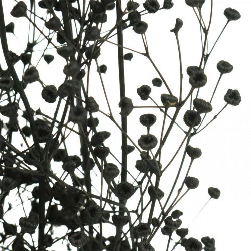 Floristik24 Tørket blomst Massasa svart naturdekor 50-55cm bunt med 10 stk