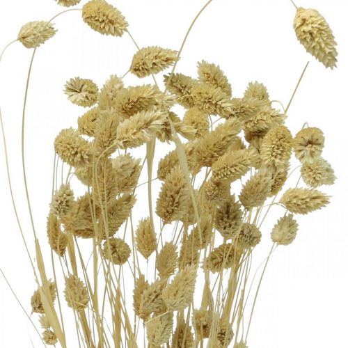 gjenstander Tørket blomst Phalaris, dekorativ gressklase, tørr floristics, boho natur, bleket L55cm 100g