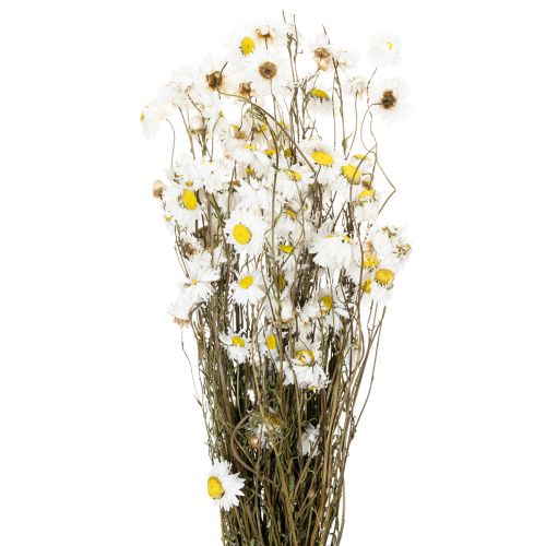 Floristik24 Tørkede Acroclinium-blomster, hvite blomster, tørket blomsteroppsats, 60 cm, 80 g