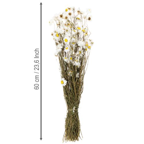 gjenstander Tørkede Acroclinium-blomster, hvite blomster, tørket blomsteroppsats, 60 cm, 80 g