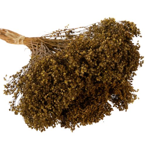 gjenstander Tørkede blomster Broom Bloom Olivengrønn 160g 48cm