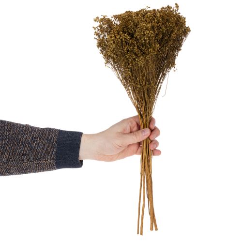 gjenstander Tørkede blomster Broom Bloom Olivengrønn 160g 48cm