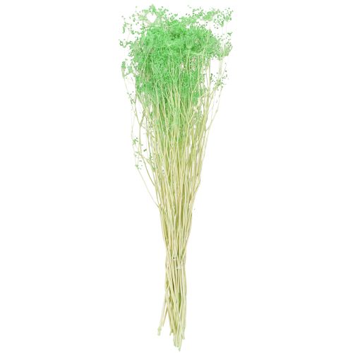 gjenstander Tørkede blomster Umbellifera Grønne 70-80cm 150g