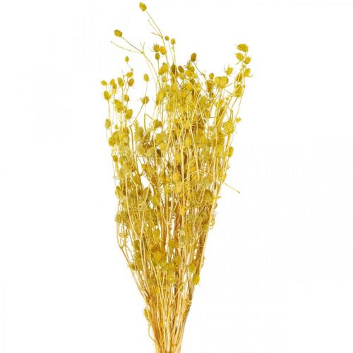 Tørkede blomster, gul, tørket tistel, jordbærtistel, 100 g, dekorativ bohemsk stil