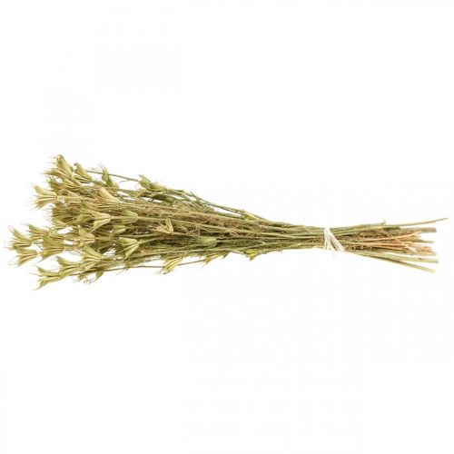 Floristik24 Tørkede blomster svart spisskummen dekorasjon natur Nigella 50cm 75g