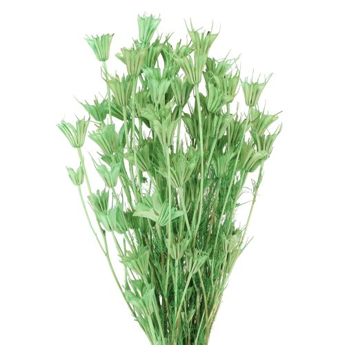 Tørkede blomster svart spisskummen grønn nigella 50cm 100g