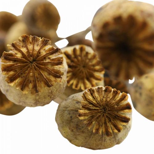 Floristik24 Tørket blomst valmuefrø kapsel gul papaver deco valmue 75g