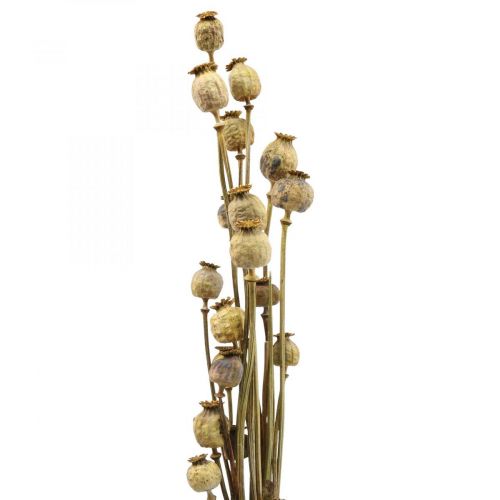 Floristik24 Tørket blomst valmuefrø kapsel gul papaver deco valmue 75g