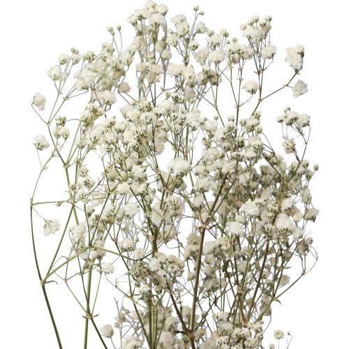 Floristik24 Tørkede blomster Gypsophila Gypsophila Hvit 58cm 7g