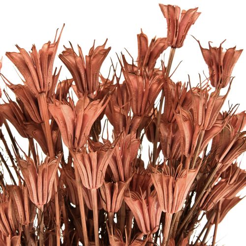 gjenstander Tørkede blomster svart spisskummen dekorasjon rødbrun Nigella 40cm 100g