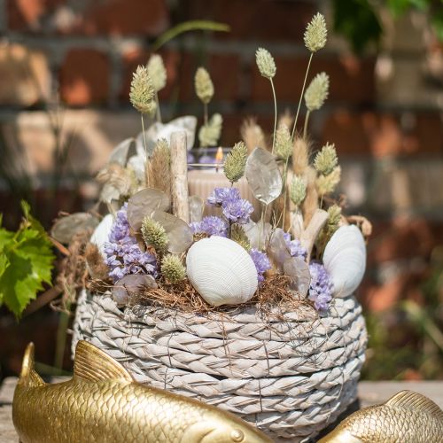 Floristik24 Tørket gress Phalaris tørket tørr floristisk natur 55cm 80g