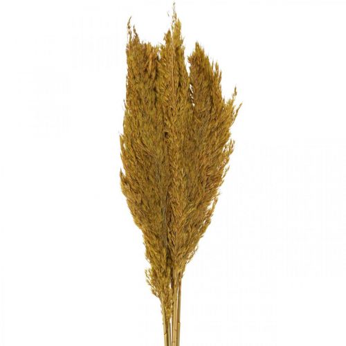 Floristik24 Tørket gress, sedge, tørket, olivengrønn, deco-gress, 70 cm, 10 stk.