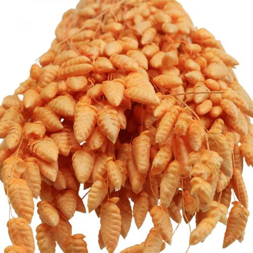 Floristik24 Tørr bukett skjelvende gress Aprikos Briza prydgress 55cm 50g