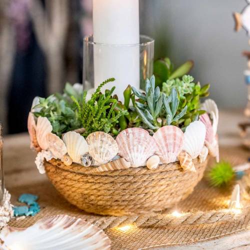 Floristik24 Tårnsnegl Turritella terebra 1kg