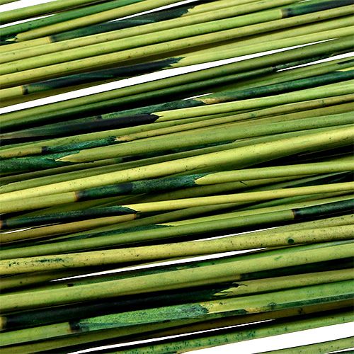 Floristik24 Vlei Reed 400g mørkegrønn