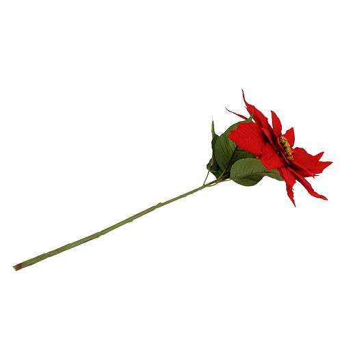 Floristik24 Julestjerne rød 57cm 1st