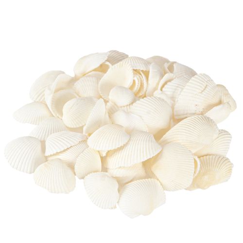 Floristik24 White Shells Dekorative Cockles 2-3,5cm 300g × 2stk