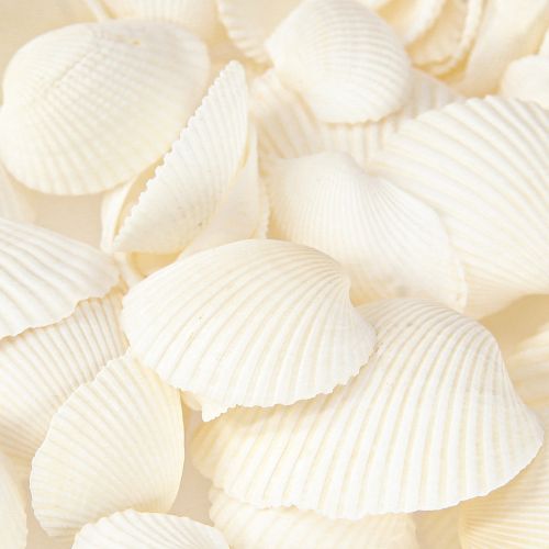 Floristik24 White Shells Dekorative Cockles 2-3,5cm 300g × 2stk