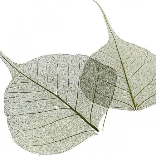 gjenstander Pilblader skjelettisert mørkegrønn, naturlig dekorasjon, dekorative blader 200 stk
