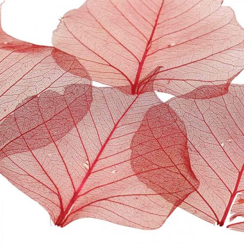 gjenstander Skjelettisert Willow Leaf Rød, Willow Skjelett, Veil Leaf 200stk
