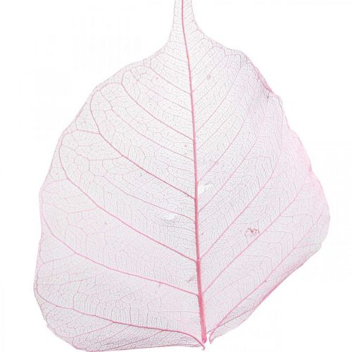 gjenstander Skjelettblader Pilblader skjelettisert rosa 5-9cm 200p