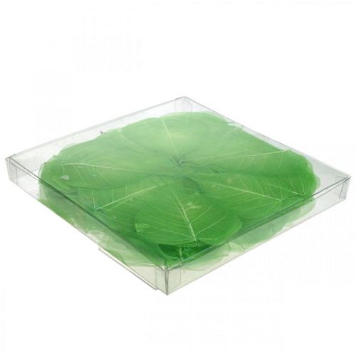 Floristik24 Pilblader skjelettisert, vårdekor, dekorative blader grønne 200 stk