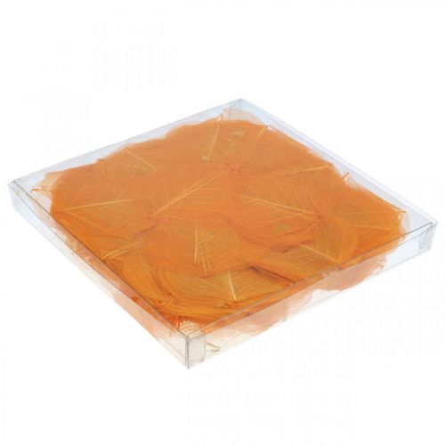 Floristik24 Pilblad skjelettisert oransje tørr dekorasjon 200 stk