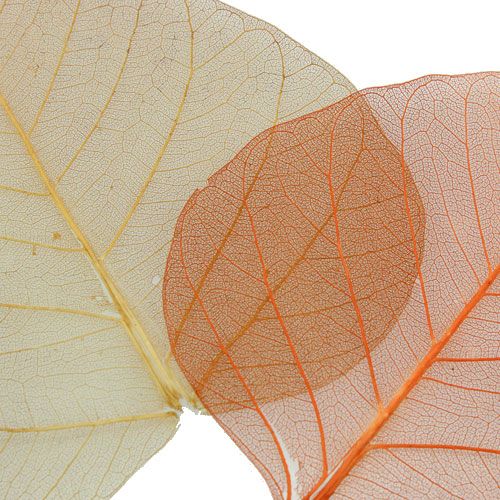 Floristik24 Pilblader skjelettisert krem/brun 200 stk.