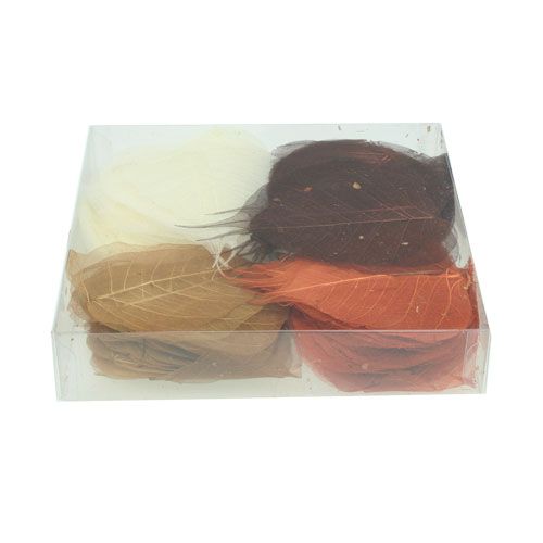 Floristik24 Pilblader skjelettisert krem/brun 200 stk.