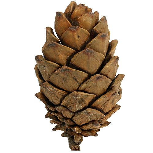 Floristik24 Kjegler natur 9cm - 10cm 6 stk