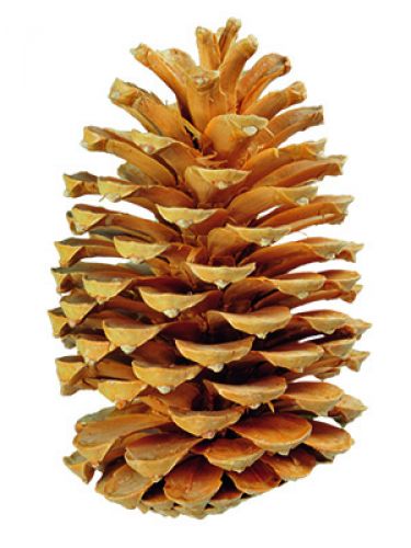 Floristik24 Maritima kongler krem / vanilje blandet 25stk GAMLE VARE