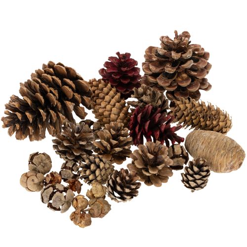 Konglemiks av naturlige materialer, 2–10 cm, 400 g kjøpe | Floristik24.no