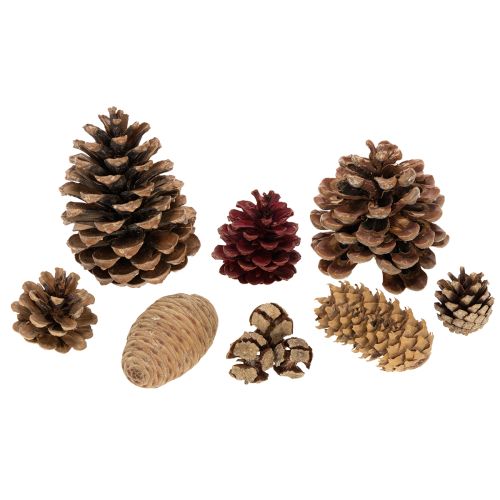 Konglemiks av naturlige materialer, 2–10 cm, 400 g | Floristik24.no